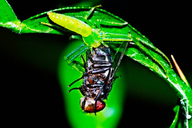 istock Spider hunting fly insect for food on branch. 1236802654