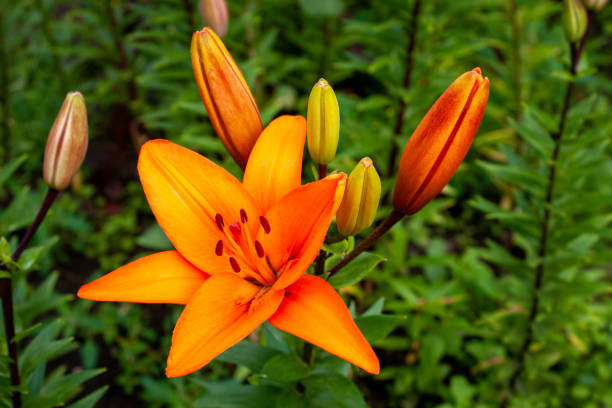 istock Orange Lily on a summer day. Selective focus 1236802824
