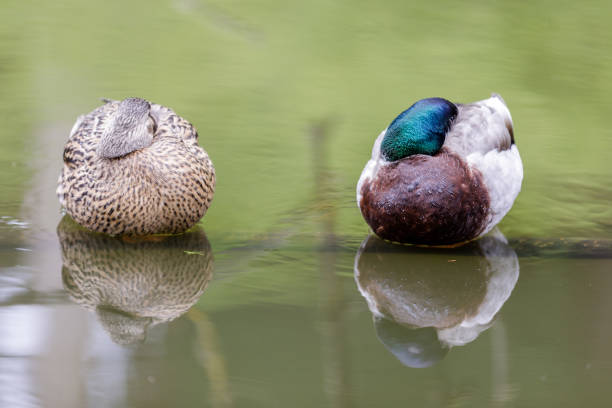 Stow Lake, Golden Gate Park, San Francisco, California.