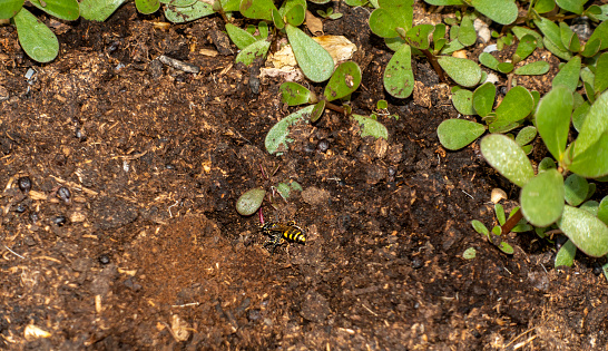 European Beewolf wasp (Philanthus triangulum) digging a burrow