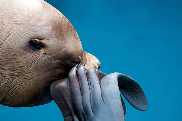 This 1,700 pound Steller Sea Lion is gently scratching his itchy eye. Lots of blue space for text.