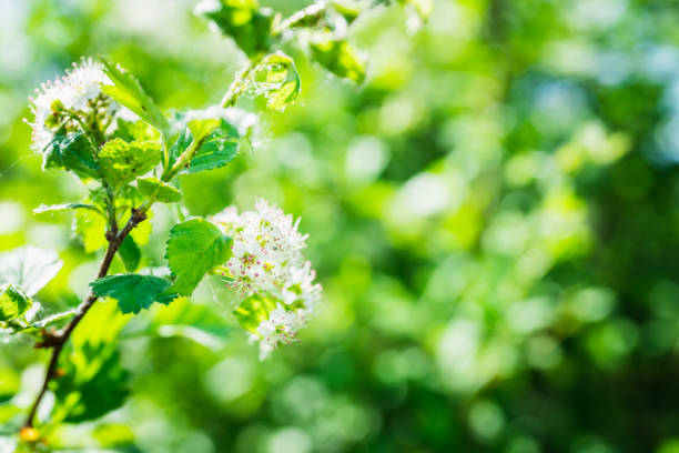 Blooming hawthorn bush in the garden. Shallow depth of field.