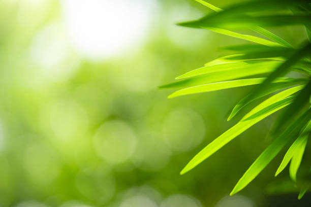 closeup view of natural green leaf color under sunlight. use in the background, or wallpaper.  nature concept. - 5599 imagens e fotografias de stock