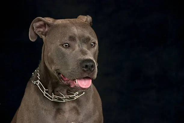 Horizontal portrait of a pit bull on black background