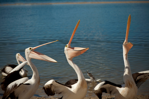 three pelicans on the shore of the broadwater on the gold coast looking like they are singing for their supper.