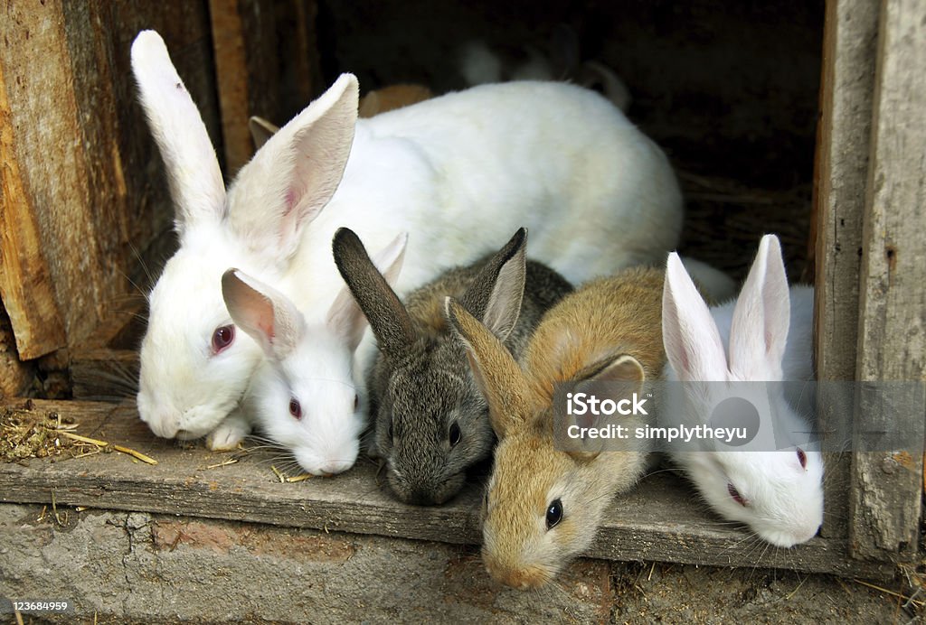 Famille de lapins Bunny - Photo de Animaux de compagnie libre de droits