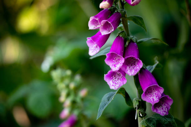 Foxglove flower Foxglove flower in full bloom foxglove photos stock pictures, royalty-free photos & images
