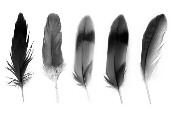 istock Beautiful collection black feather isolated on white background 1236862782