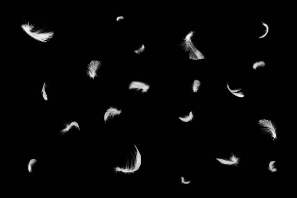 istock Beautiful white feathers floating in air isolated on black background 1236865109