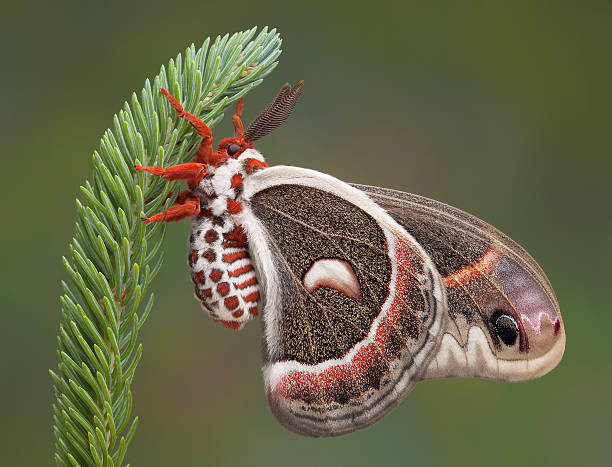 mariposa de bicho-da-seda na pine - traça - fotografias e filmes do acervo