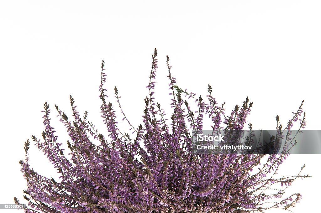 Flores de lavanda - Foto de stock de Beleza royalty-free