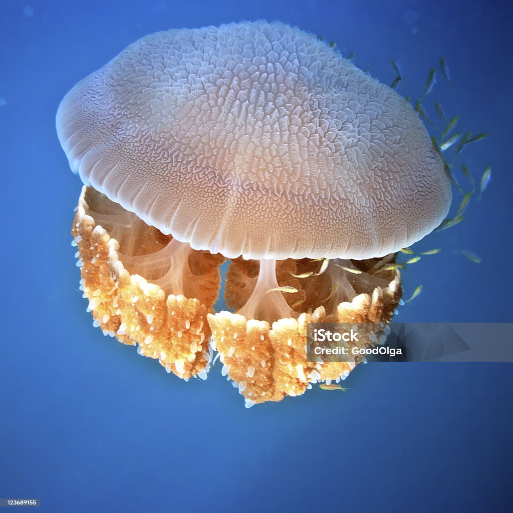 Jellyfish Jjellyfish underwater Andaman Sea Stock Photo