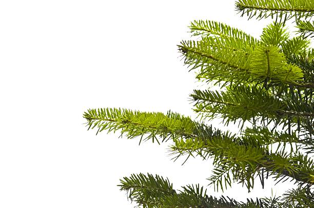 istock Green branches of a Christmas tree isolated closeup 123689560