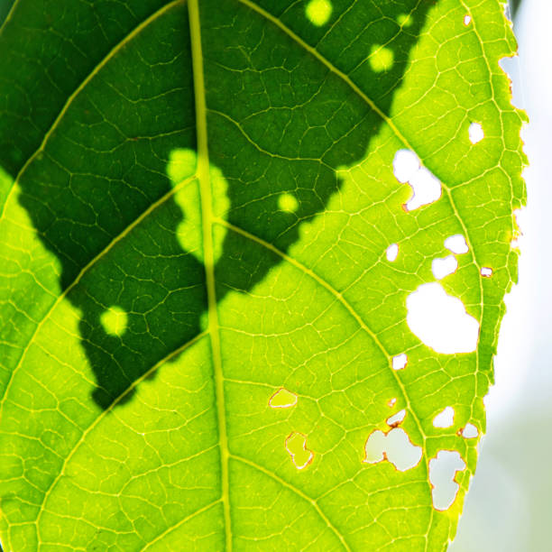 istock Closed up of hole leaf background 1236896343