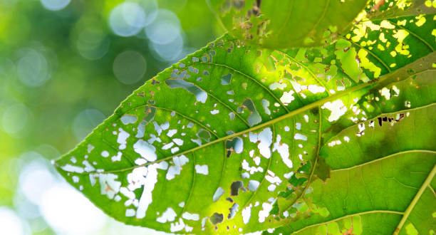 istock Closed up of hole leaf background 1236899400