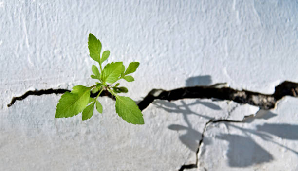 istock Plant growing on concrete wall 1236902526
