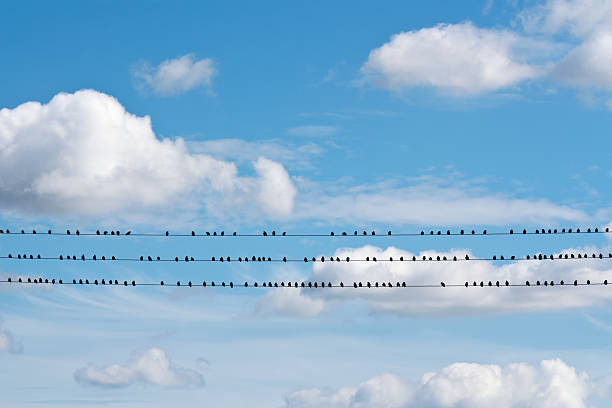 istock Birds On A Telephone Line 123691370