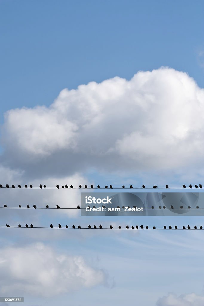 Oiseaux assis sur un fil de fer - Photo de Assis libre de droits