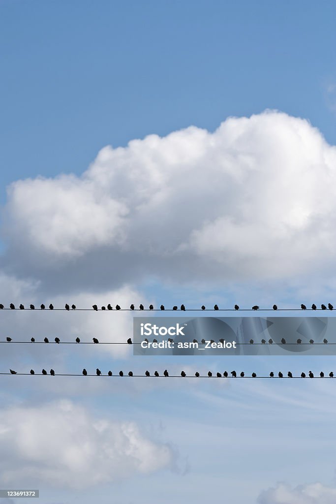 Aves sentado em um fio guia - Royalty-free Azul Foto de stock