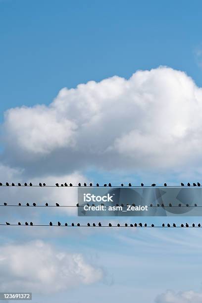 Aves Sentado Em Um Fio Guia - Fotografias de stock e mais imagens de Azul - Azul, Bando de pássaros, Cabo