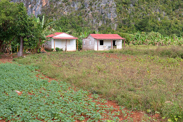 Image of a rural farmhouse on a Tobacco farm.  Image shot in Valle de Vinales, Pinar del Rio, Cuba.