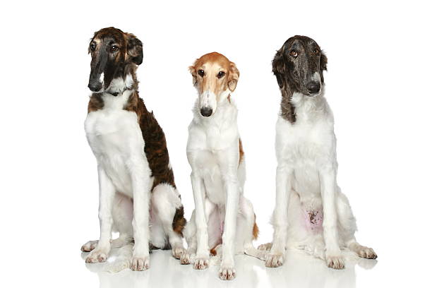 istock Russian Borzoi puppies (5 months) 123691710