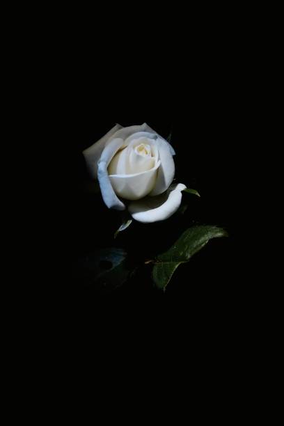 istock A white miniature rose brightly lit and in the dark 1236921236