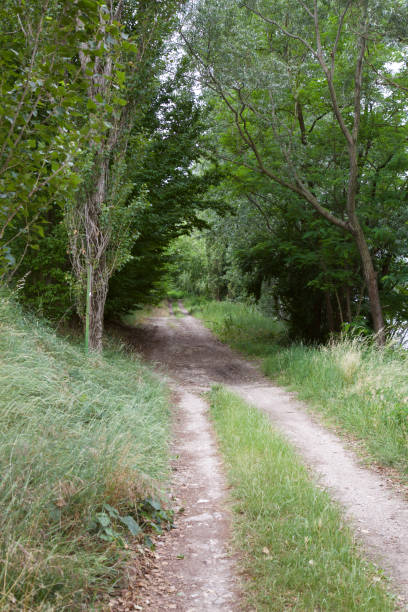 istock A path borded by trees in a park in the countryside 1236923318