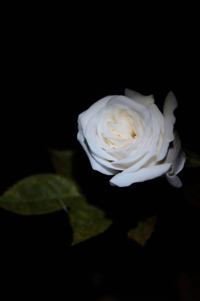 istock A white miniature rose brightly lit and in the dark 1236924311