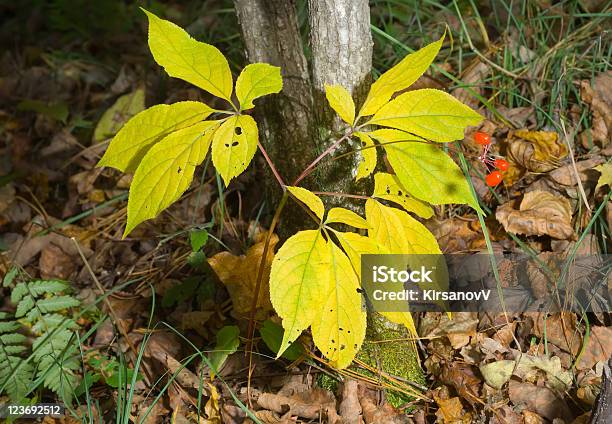 Ginseng Foto de stock y más banco de imágenes de Aire libre - Aire libre, Amarillo - Color, Baya