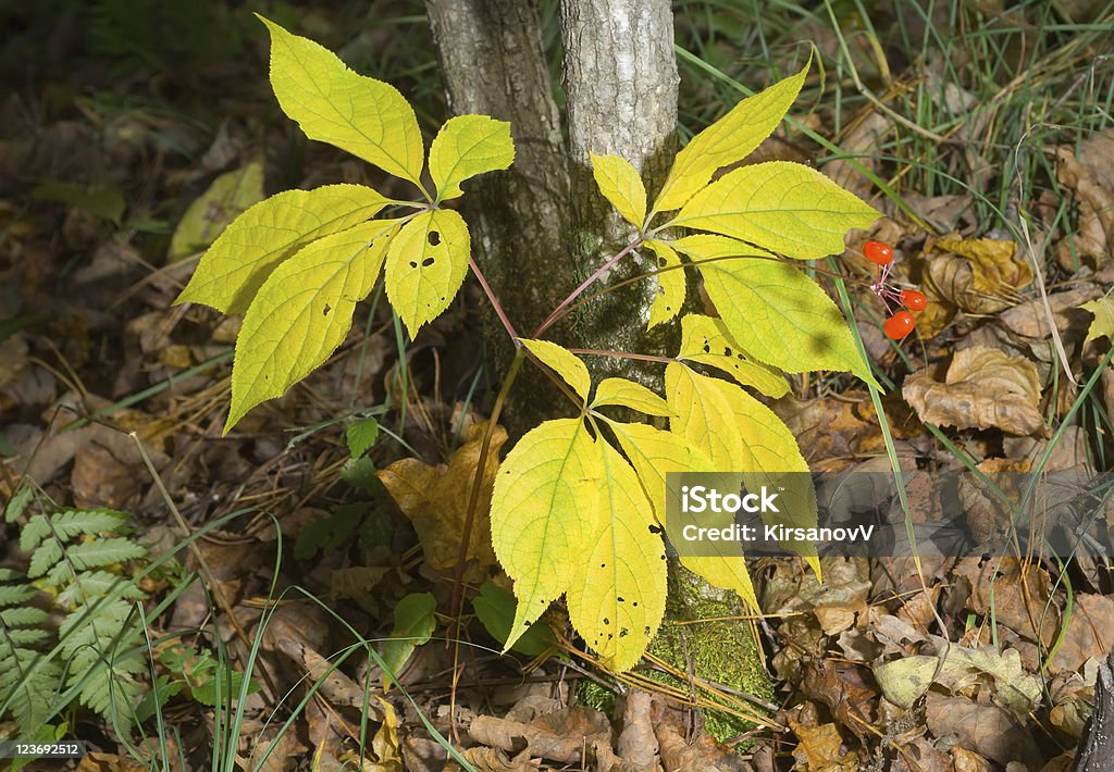 Ginseng (인삼) - 로열티 프리 0명 스톡 사진