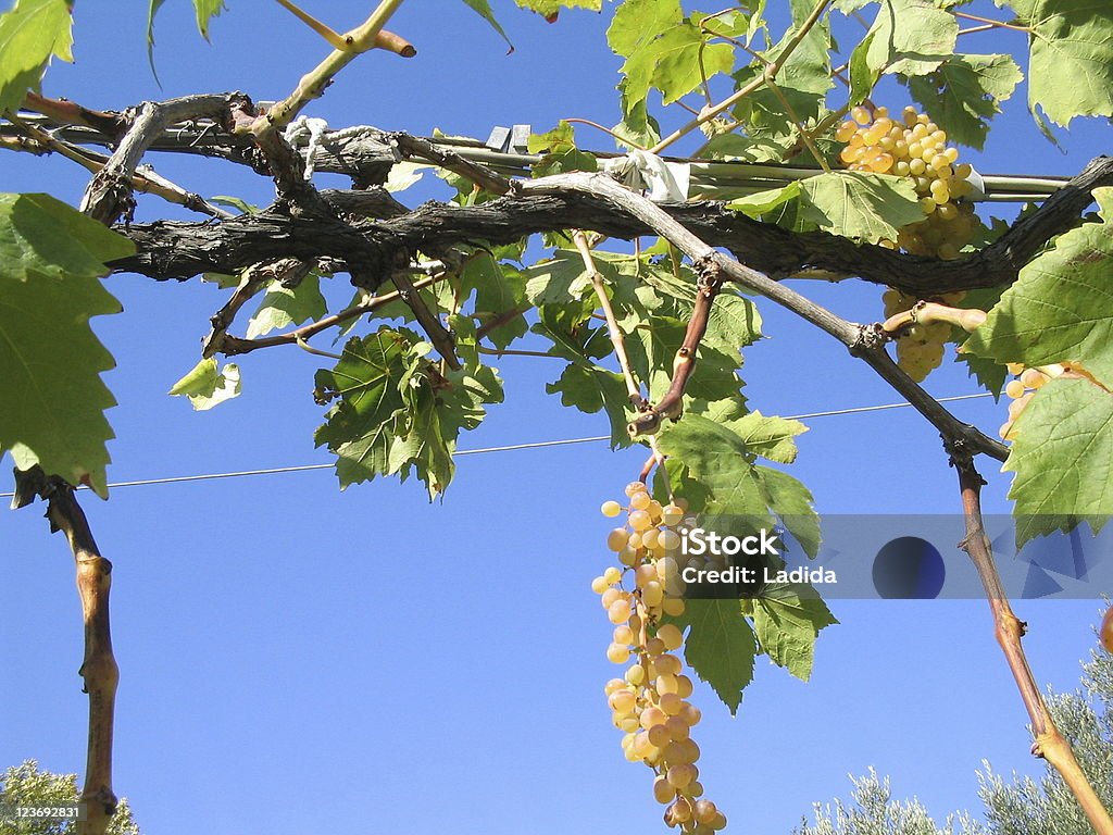 Cacho de uvas - Royalty-free Amarelo Foto de stock