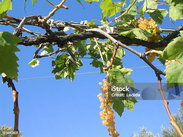 Cacho De Uvas - Fotografias de stock e mais imagens de Amarelo - Amarelo, Ambrosia, Ao Ar Livre