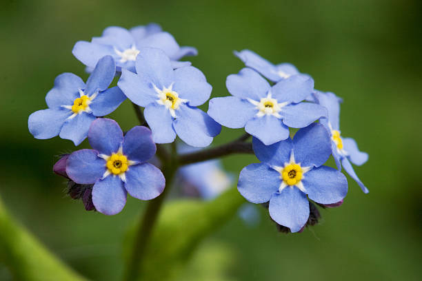 istock A close-up of a forget me not plant 123692971