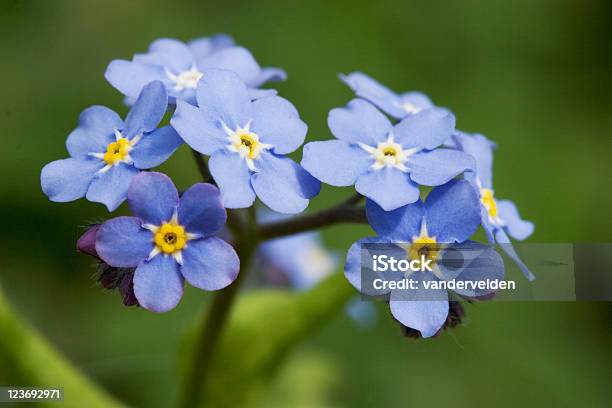 Foto de Esqueçamenão e mais fotos de stock de Amarelo - Amarelo, Azul, Cinco Objetos