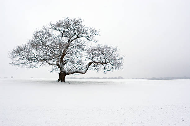 Tree in fog and snow on a country road with tire tracks.