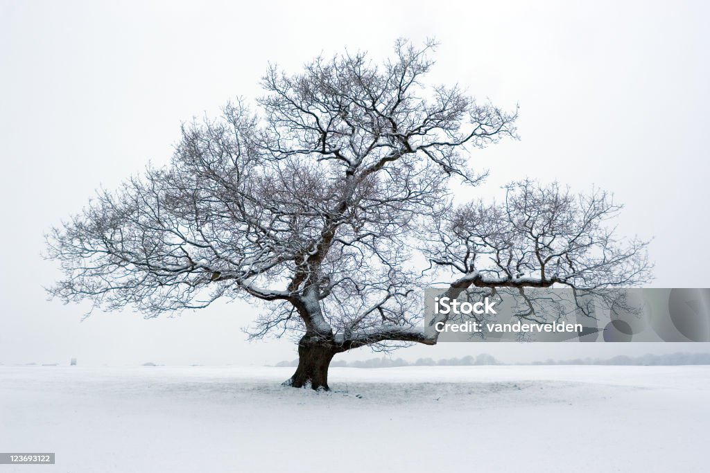 Sapin enneigé - Photo de Chêne libre de droits