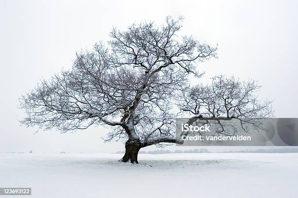 Albero Delle Nevi - Fotografie stock e altre immagini di Quercia - Quercia, Albero spoglio, Neve