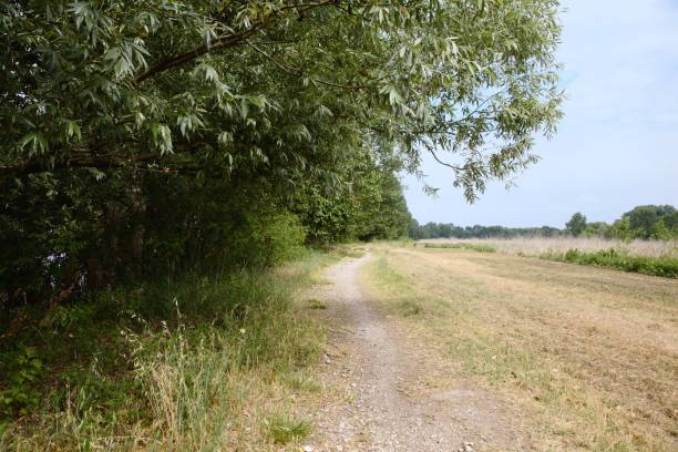 istock A path in the countryside with a branch that arches on the path 1236931593