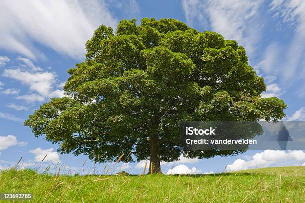 Foto de Faia e mais fotos de stock de Campo - Campo, Crescimento, Exterior