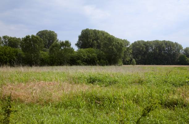 istock A field in the countryside with trees in the background and a cloudy sky 1236938245