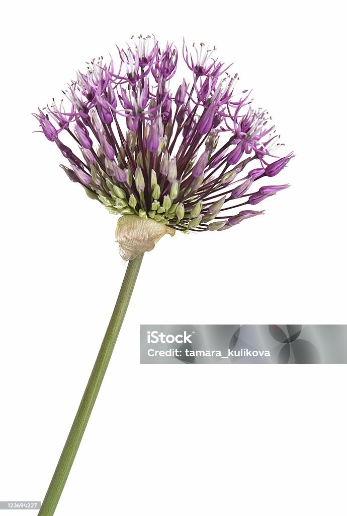 allium Isoliert - Lizenzfrei Baumblüte Stock-Foto