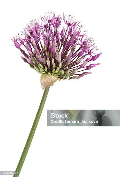 Allium Isoliert Stockfoto und mehr Bilder von Baumblüte - Baumblüte, Blume, Blumenzwiebel