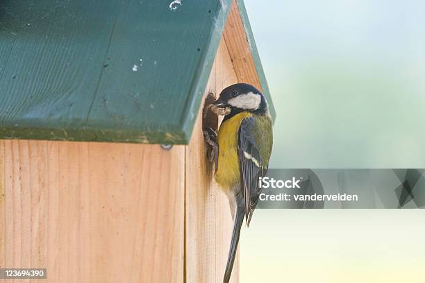Blu Con Grub Cincia - Fotografie stock e altre immagini di Casetta per gli uccelli - Casetta per gli uccelli, Cinciarella, Close-up