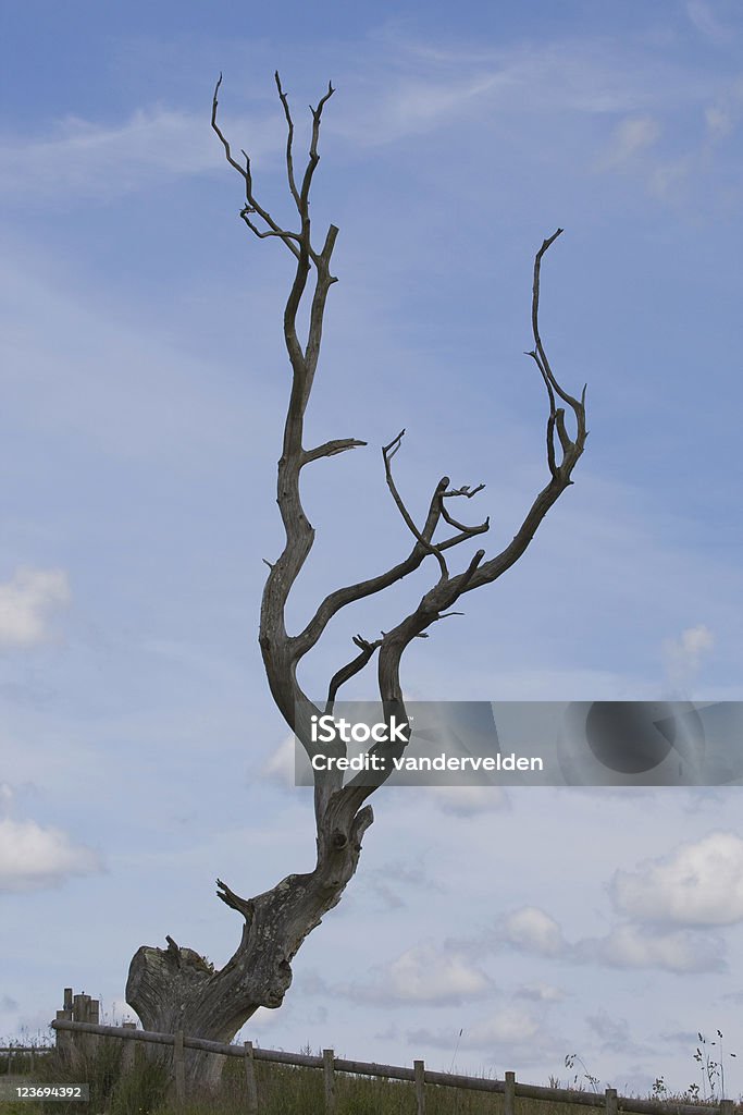 Árbol muerto - Foto de stock de Cielo libre de derechos