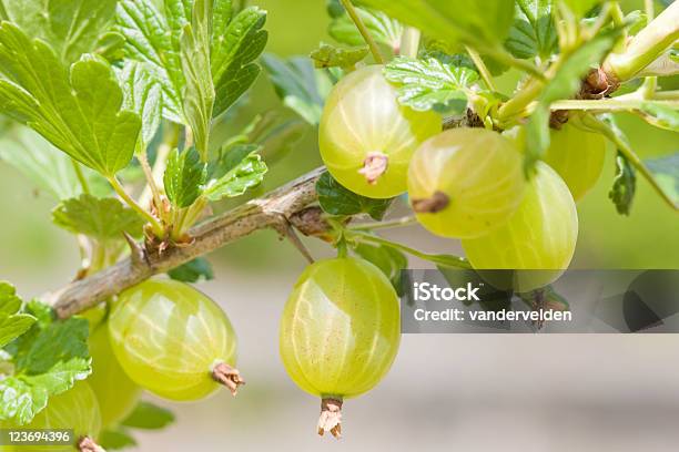 Photo libre de droit de À Maturité Gooseberries banque d'images et plus d'images libres de droit de Groseille à maquereau - Groseille à maquereau, Branche - Partie d'une plante, Couleur verte