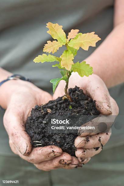 Sadzenie Małe Oak Sadzonka - zdjęcia stockowe i więcej obrazów Dąb - drzewo - Dąb - drzewo, Sadzonka, Rozsada