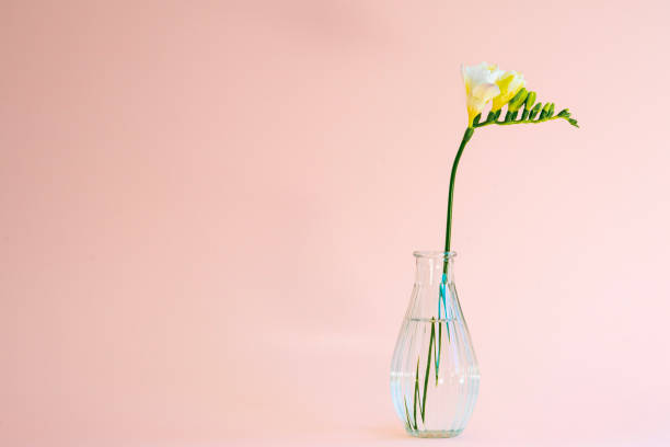 istock Single white freesia flower head on a pink background 1236945502