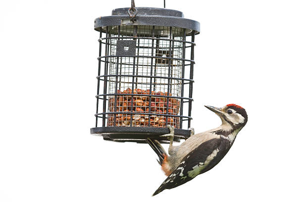 A young Great Spotted Woodpecker - note the red cap which it will lose as an adult - hanging on a bird feeder, against a white background.