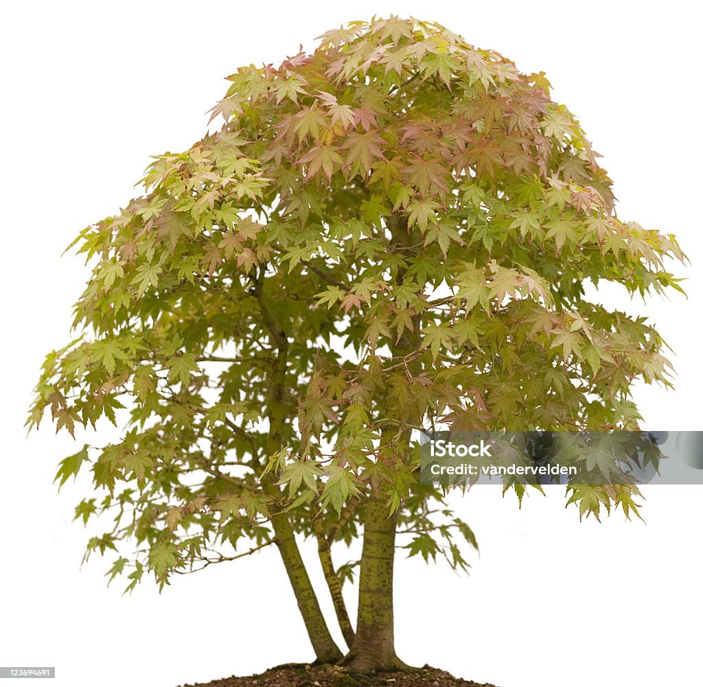 Mini Mountain Maple A 'bonsai' version of a Mountain Maple, isolated on white. Beauty In Nature Stock Photo